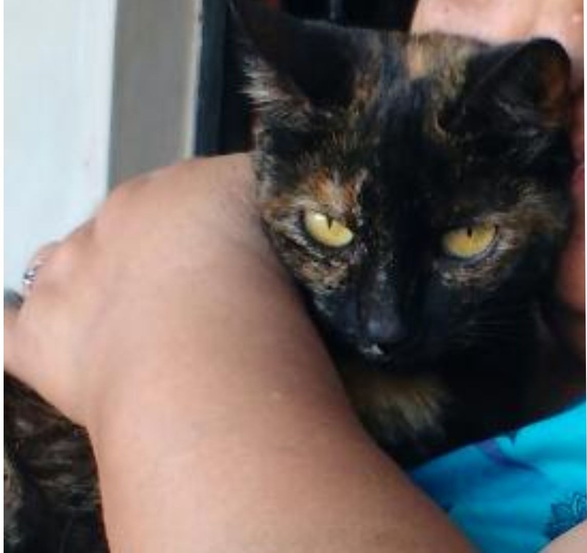 Imagen de publicación